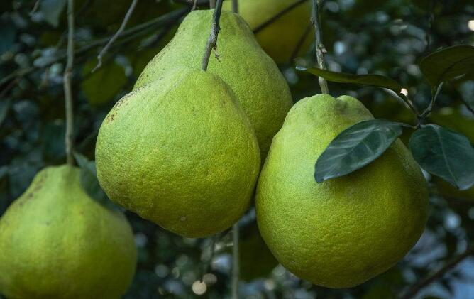 柚子新國標有多少種口味(柚子質量安全指標及限量要求)