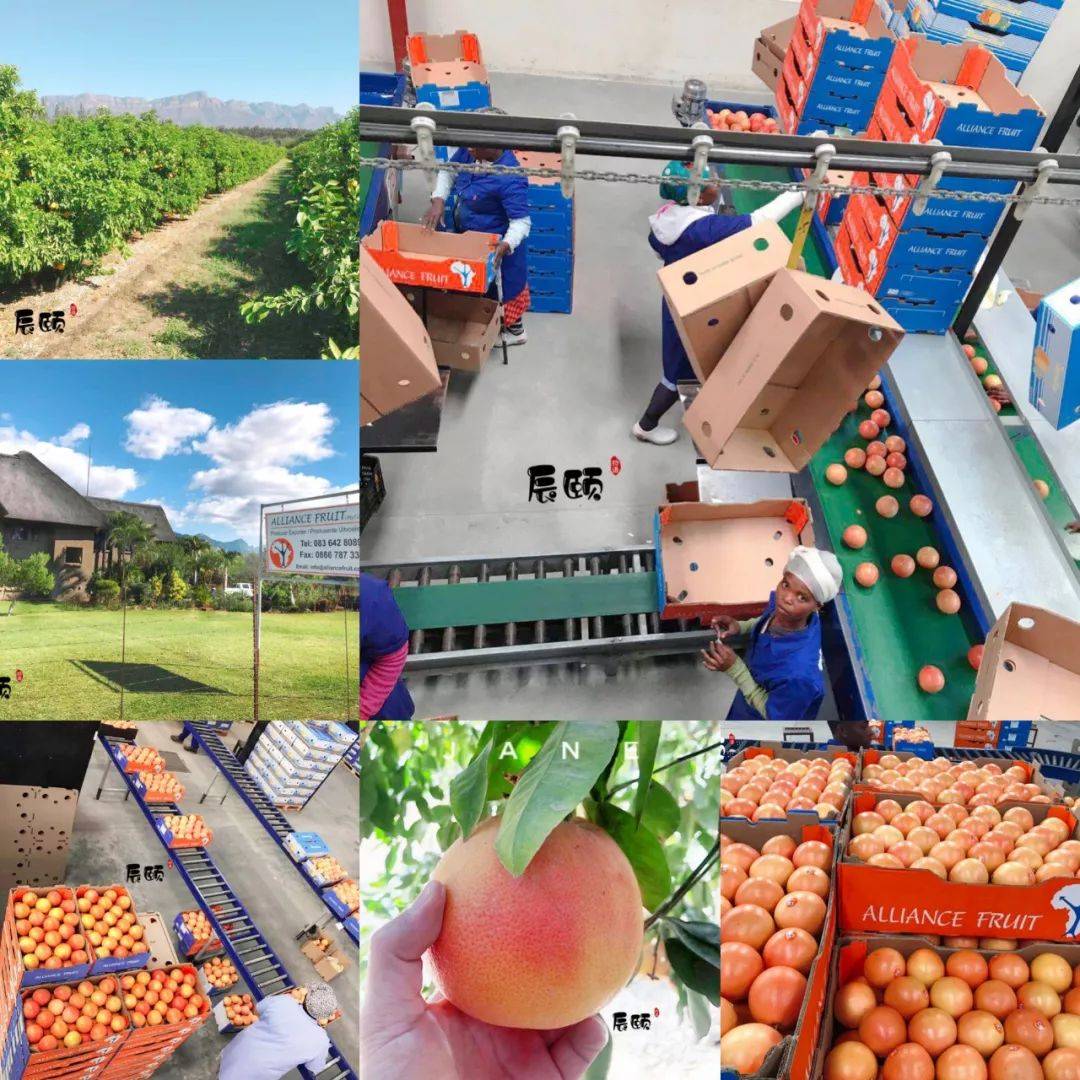 關于果香四溢！柚子煙彈櫻桃口味讓人陶醉的信息-第1張圖片-電子煙煙油論壇