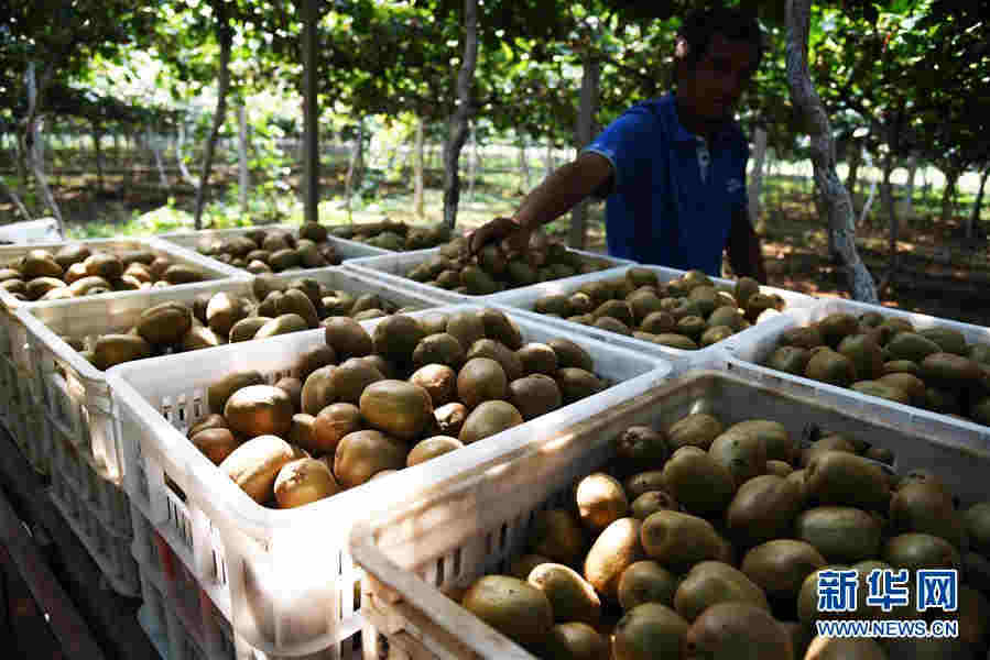 （經濟）（5）小小獼猴桃成鄉村振興“致富果”