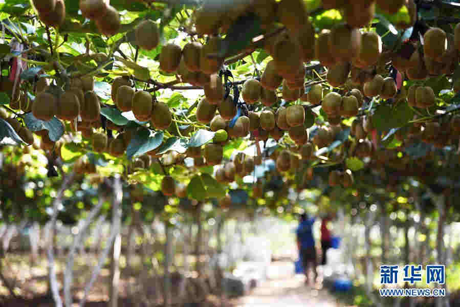 （經濟）（2）小小獼猴桃成鄉村振興“致富果”