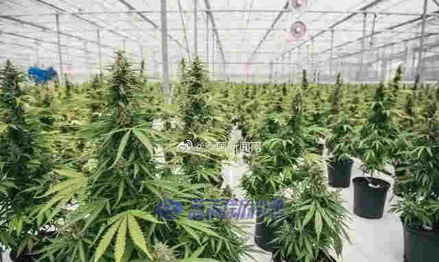 泰國專家稱：到2025年，大麻可為泰國制藥業創造80億泰銖的收入 