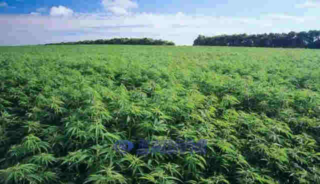 2021年大麻二酚CBD市場規模將超過2020年 
