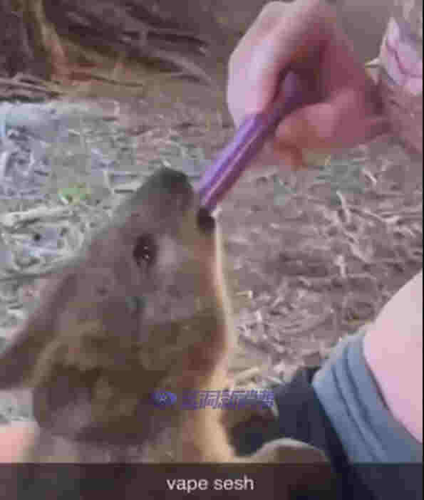 澳大利亞一女孩給短尾矮袋鼠吸電子煙被批虐待動物